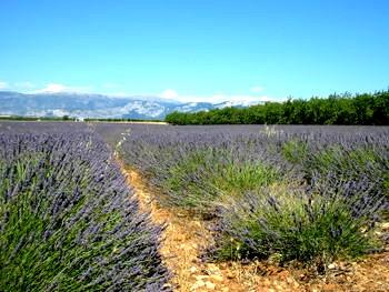 Champ de lavande en Provence