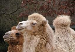 chameau.jpg chameau.jpg