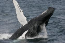 Une baleine se colle à un bateau qu’elle prend pour sa mère (+ vidéo) baleine à bosse