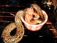 serpent bébé bain