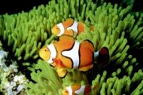 Plongée sous-marine : quelques clichés de rêve plongée 2