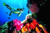 Plongée sous-marine : quelques clichés de rêve plongée 3