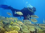 Plongée sous-marine : quelques clichés de rêve plongée 4