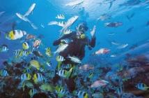 Plongée sous-marine : quelques clichés de rêve plongée 4