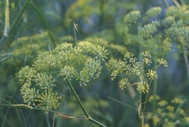 Fennel_fenouil_funcho_foeniculum__3