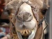 juge_vaudois_de_premiere_instance juge_vaudois_de_premiere_instance