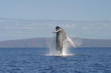 baleine-a-bosse-photo-kewalo-basin-marine-mammal-laboratory-and-the-dolphin-institute-low-res.jpg