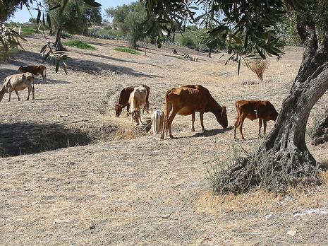 Deux bergers et une balançoire