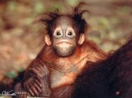 Des singes bien sympathiques singe 4