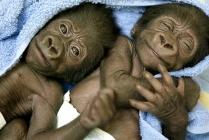 Des singes bien sympathiques singe 5