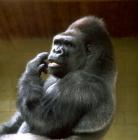 Les gorilles, des primates impressionnants gorille 2