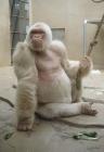 Les gorilles, des primates impressionnants gorille blanc 1