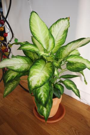 dieffenbachia
