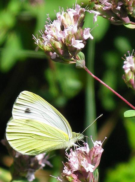 De la poésie à l’épouvante Test Canon PowerShot G9 macro insectes