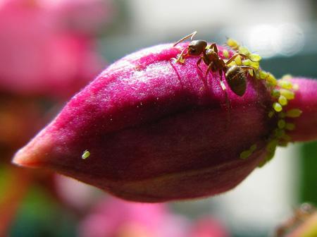 De la poésie à l’épouvante Test Canon PowerShot G9 macro insectes