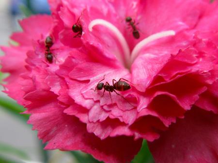 De la poésie à l’épouvante Test Canon PowerShot G9 macro insectes