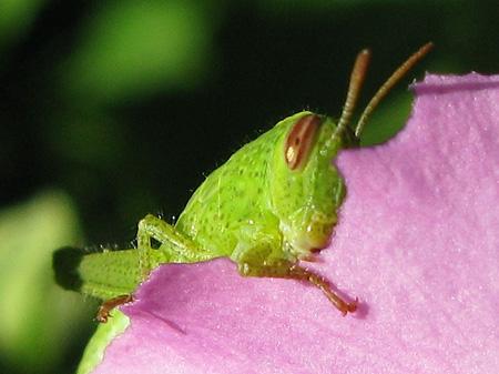 De la poésie à l’épouvante Test Canon PowerShot G9 macro insectes