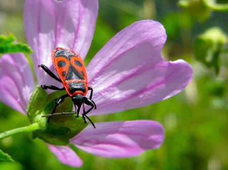 De la poésie à l’épouvante Test Canon PowerShot G9 macro insectes