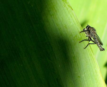 De la poésie à l’épouvante Test Canon PowerShot G9 macro insectes