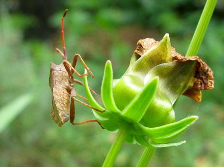 De la poésie à l’épouvante Test Canon PowerShot G9 macro insectes