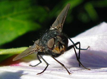 De la poésie à l’épouvante Test Canon PowerShot G9 macro insectes