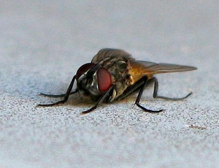 De la poésie à l’épouvante Test Canon PowerShot G9 macro insectes