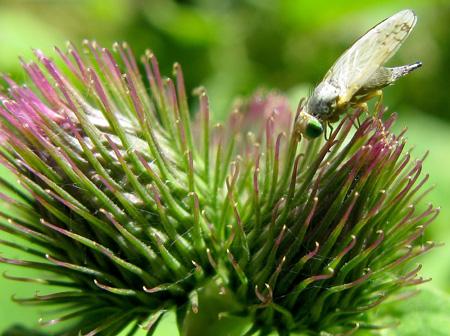 De la poésie à l’épouvante Test Canon PowerShot G9 macro insectes