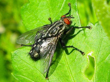 De la poésie à l’épouvante Test Canon PowerShot G9 macro insectes