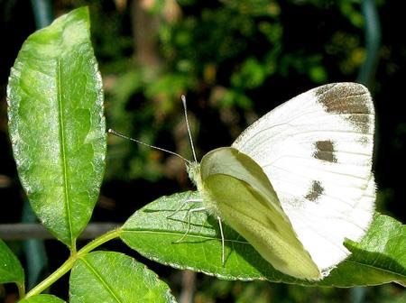 De la poésie à l’épouvante Test Canon PowerShot G9 macro insectes