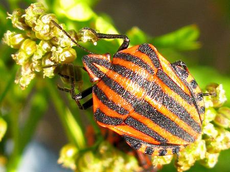 De la poésie à l’épouvante Test Canon PowerShot G9 macro insectes