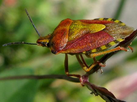De la poésie à l’épouvante Test Canon PowerShot G9 macro insectes