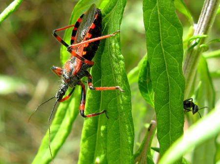 De la poésie à l’épouvante Test Canon PowerShot G9 macro insectes