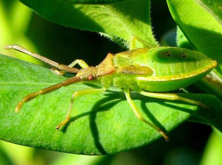 De la poésie à l’épouvante Test Canon PowerShot G9 macro insectes