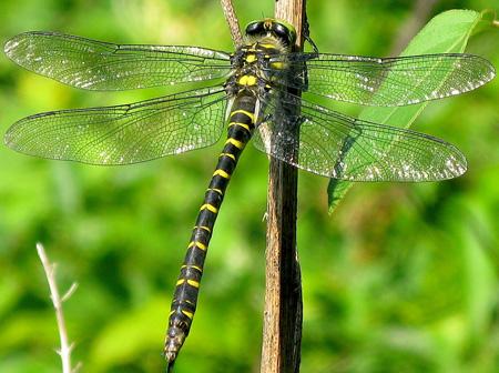 De la poésie à l’épouvante Test Canon PowerShot G9 macro insectes