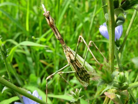 De la poésie à l’épouvante Test Canon PowerShot G9 macro insectes