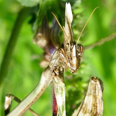 De la poésie à l’épouvante Test Canon PowerShot G9 macro insectes