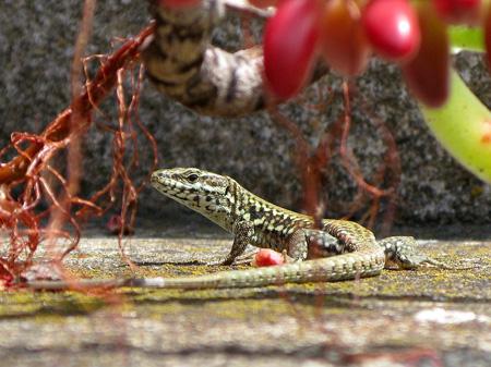 De la poésie à l’épouvante Test Canon PowerShot G9 macro insectes