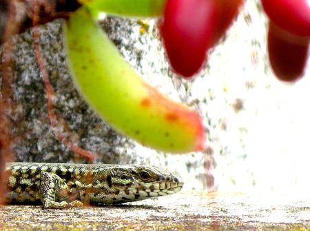 De la poésie à l’épouvante Test Canon PowerShot G9 macro insectes