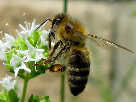 De la poésie à l’épouvante Test Canon PowerShot G9 macro insectes