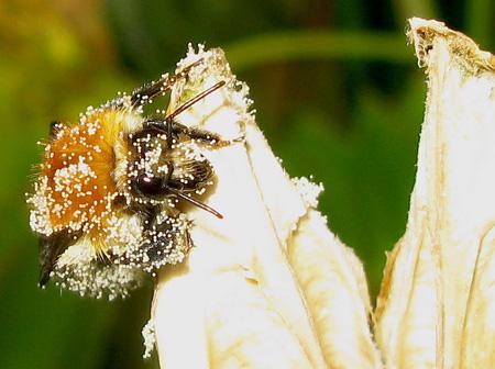 De la poésie à l’épouvante Test Canon PowerShot G9 macro insectes