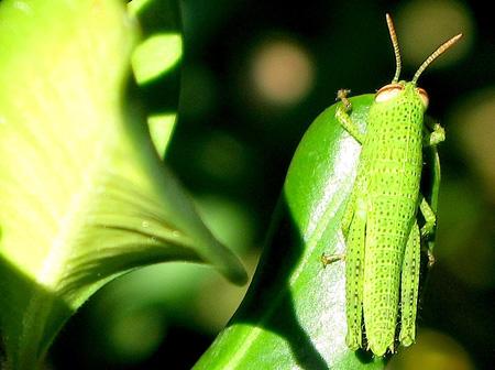 De la poésie à l’épouvante Test Canon PowerShot G9 macro insectes