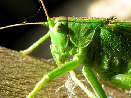 De la poésie à l’épouvante Test Canon PowerShot G9 macro insectes