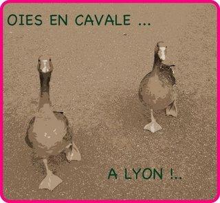 La rentrée des Oies