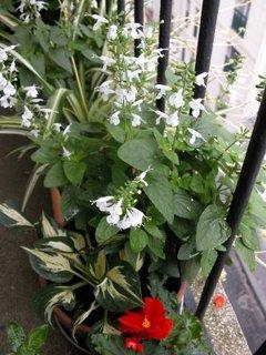 Sauge ecarlate : la fin de l'ete lui va si bien !