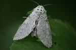 Hermine - Cerura erminea