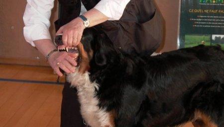 Condamné pour avoir demandé à son chien d’attaquer des passants