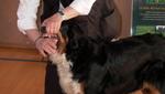Condamné pour avoir demandé à son chien d'attaquer des passants