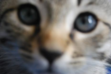 Maroual n’est pas une fille ord… Chachat