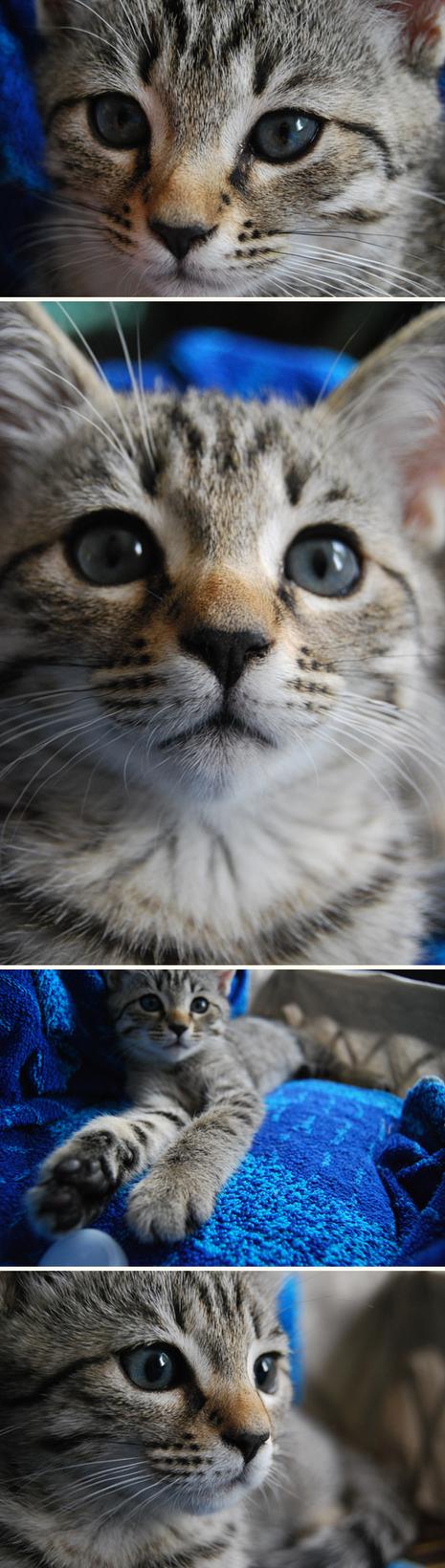 Maroual n’est pas une fille ord… Chachat