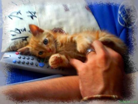 Petite boule de poils....